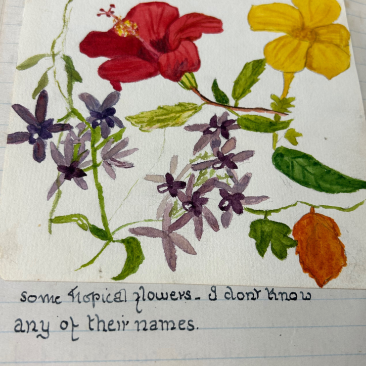 a photograph of a drawing Jean did of flowers in Jamaica